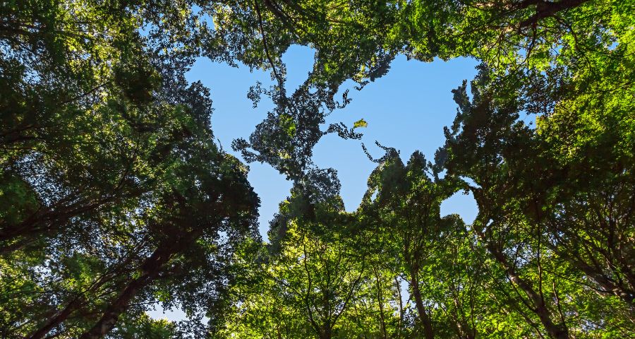 Sustentabilidade - Foto - JMImageFactory - GettyImages -Divulgação - Canva